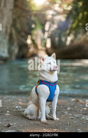 il cane bianco è seduto sulla riva del fiume Foto Stock