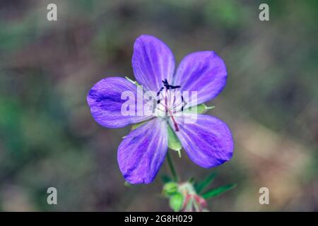 I gerani blu fioriscono sotto la luce del sole estivo. Foresta geranio Geranium sylvaticum fiore illuminato dai soli su uno sfondo scuro. Foto Stock