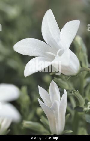 Colpo verticale di fiori di Tuberose in fiore, Agave amica Foto Stock