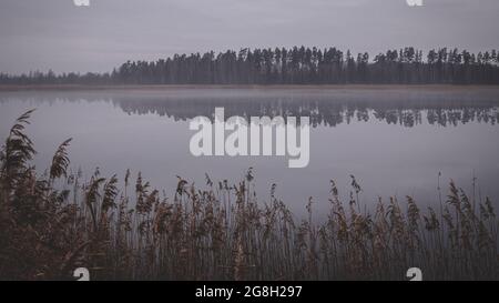 misty freddo autunno mattina sul lago in Lettonia. Canne secche gialle di fronte. Grigio calmo acqua specchio liscio riflette foresta di conifere in altro lato. Foto Stock