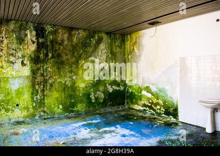 Muschio cresce su una parete interna umide alcuni avvelenati lavabo wc bianco e piastrelle blu Foto Stock