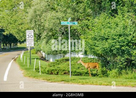 Un cervo in piedi in un cartello stradale a Southampton, NY Foto Stock