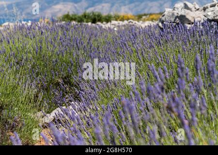 Piante di lavanda che crescono in un campo soleggiato e roccioso sull'isola di Hvar, Croazia Foto Stock
