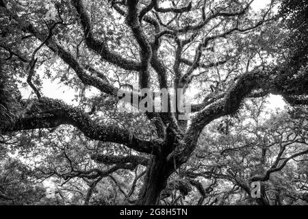 Una foto in bianco e nero ad alto contrasto di un albero di quercia vivo ricoperto di felce resurrection e muschio spagnolo in Florida, USA Foto Stock