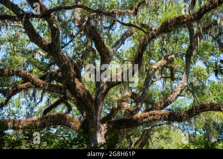 Un albero di quercia vivo ricoperto di felce di resurrezione ibernante e muschio spagnolo in Florida, USA Foto Stock