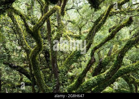 Un albero di quercia vivo ricoperto di felce di resurrezione in fiore in Florida, USA Foto Stock