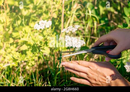le mani di una donna erborista tagliarono le infiorescenze della freccia con forbici da vicino su uno sfondo naturale offuscato e soleggiato Foto Stock