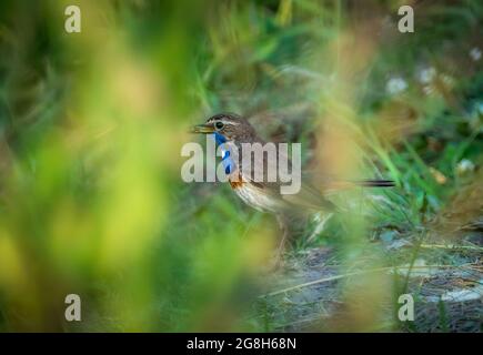 Uccello bluegole maschile con un coleottero catturato nel suo becco Foto Stock