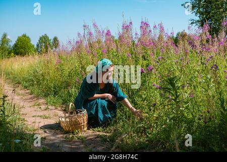 giovane donna in abiti popolari contadini con un cesto di vimini alcune piante selvatiche, bacche o funghi nel prato Foto Stock