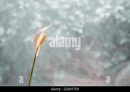 Spathiphyllum: Un fiore bianco profumato, chiamato anche un giglio di Pace e Donne`s felicità. Isolato su uno sfondo chiaro. Spazio di copia. Foto Stock