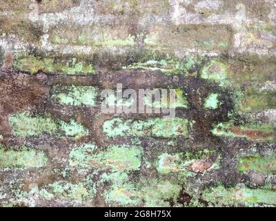 Primo piano di un vecchio muro di mattoni mussosi con muffa verde e nera che lo copre Foto Stock