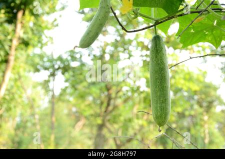 Primo piano del cetriolo verde maturo con una vite che cresce in azienda su sfondo verde Foto Stock