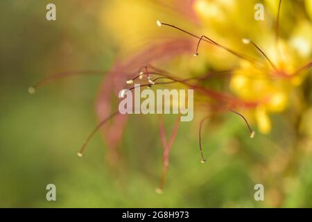 Caesalpinia gilliesii, in ambiente forestale Calden, provincia la Pampa, Patagonia, Argentina. Foto Stock