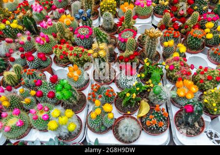 Sfondo di vari cactus fioriti multicolore in un giardino Foto Stock