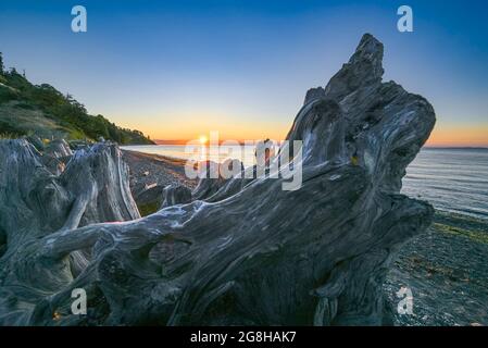 Sunrise, driftwood log breakwater, Goose Spit Park, Comox, British Columbia, Canada Foto Stock