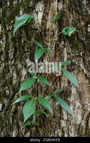 Virginia Creeper, Parthenocissus quinquefolia, vite che cresce Post Oak, Quercus stellata Foto Stock