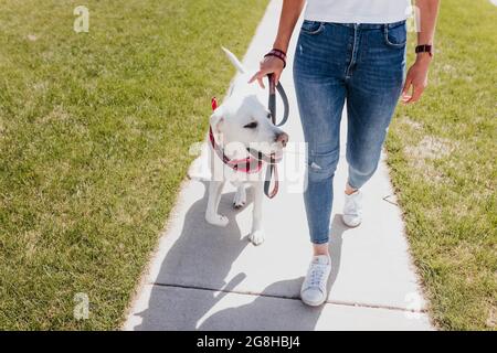 Primo piano di donna che cammina cane fuori sul marciapiede Foto Stock