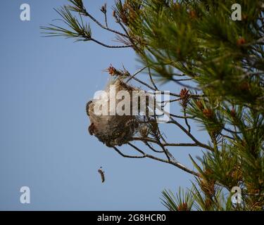 Madora o mopane bruco sul pino, cocon di larve di Gonimbrasia belina Foto Stock