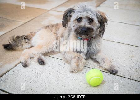 Un piccolo cane shaggy è sdraiato sul pavimento, che protegge una palla da tennis. Il cane vuole giocare con la palla. Giorno d'estate. Foto Stock