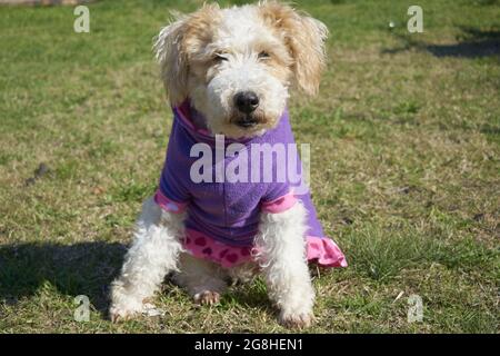 Closeup di un animale domestico Fox Terrier filo che indossa un vestito di cane viola e rosa al parco Foto Stock