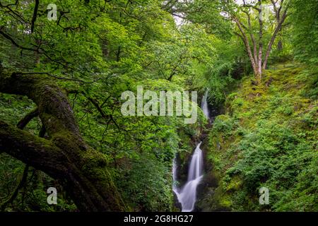 Stockghyll Force, cascata nella foresta in un pomeriggio estivo, Ambleside, Lake District, Inghilterra Foto Stock