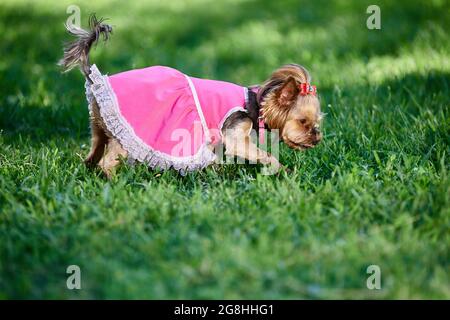 Yorkshire terrier passeggiate nel parco in costume rosa e in estate. Il cane sta trovando qualcosa in erba. Foto Stock