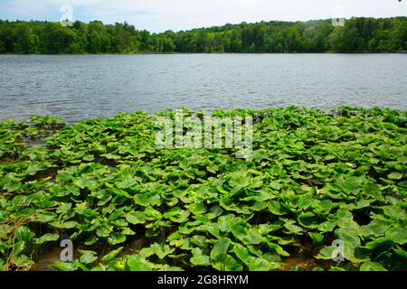 Lago Lincoln con gigli di laghetti gialli, Lincoln state Park, Indiana Foto Stock