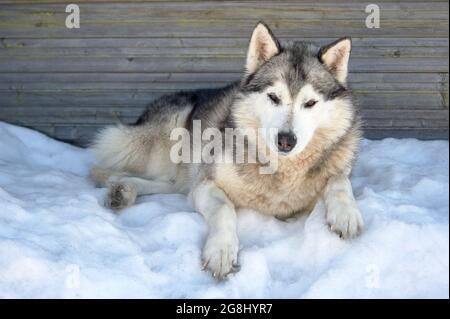 un cane husky è sdraiato sulla neve Foto Stock
