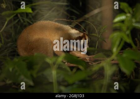 Slow loris presso il centro di riabilitazione della fauna selvatica gestito da International Animal Rescue (IAR) a Ciapus, Bogor, Giava Occidentale, Indonesia. I primati sono stati salvati dall'attività di commercio della fauna selvatica e saranno liberati nel selvaggio una volta che sono pronti. Foto Stock