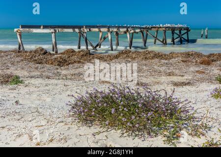 Il molo abbandonato sul capo spiaggia della vecchia stazione di telegrafia Eucla lungo la costa di Nullarbor dell'Australia Occidentale. Foto Stock