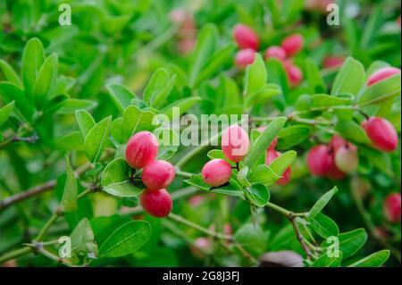 alberi di karanda thailandesi con molti frutti di bosco Foto Stock
