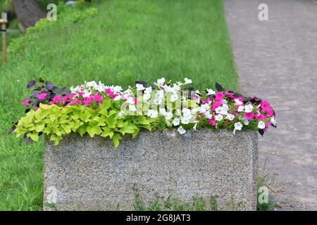 Un letto di fiori in cemento di fiori colorati accanto ad un vicolo pedonale. Estate. Foto Stock