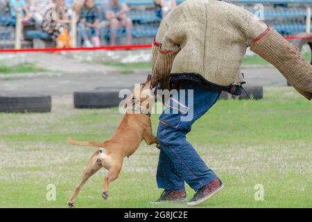 Polizia K9 addestramento con un morso decoy. Un terrier americano di Staffordshire attacca aggressivamente un uomo che indossa abiti speciali. Addestramento del cane che lavora. Foto Stock