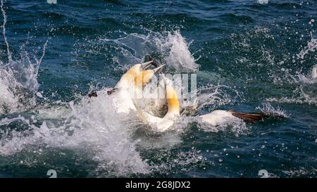 Northern Gannets Diving a Bempton Cliffs nello Yorkshire UK Foto Stock