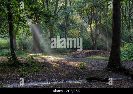 Northampton, Regno Unito. Meteo, 21 luglio 202. Alberi di luce solare che arrivano gli alberi nello Spinney al mattino presto ad Abington Park, sarà molto umido dopo il tuono e la pioggia delle ultime notti. Credit: Keith J Smith./Alamy Live News Foto Stock