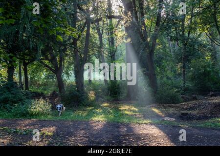 Northampton, Regno Unito. Meteo, 21 luglio 202. Alberi di luce solare che arrivano gli alberi nello Spinney al mattino presto ad Abington Park, sarà molto umido dopo il tuono e la pioggia delle ultime notti. Credit: Keith J Smith./Alamy Live News Foto Stock