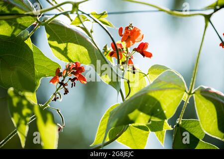 fagioli di fuoco in fiore rosso nel giardino Foto Stock