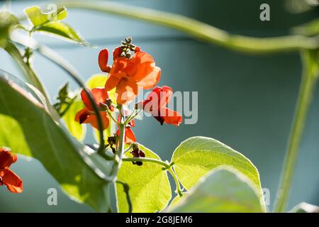 fagioli di fuoco in fiore rosso nel giardino Foto Stock