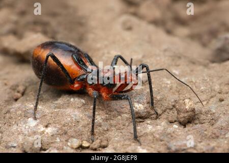 Assassin bug, Rhynocoris iracundus, Satara, Maharashtra, India Foto Stock