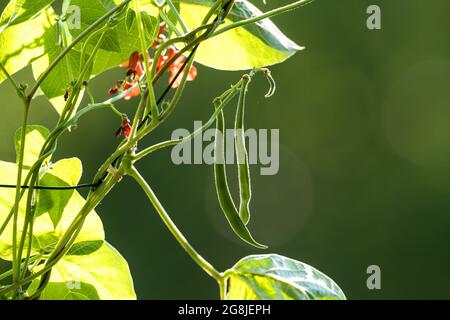 fagioli di fuoco in fiore rosso nel giardino Foto Stock