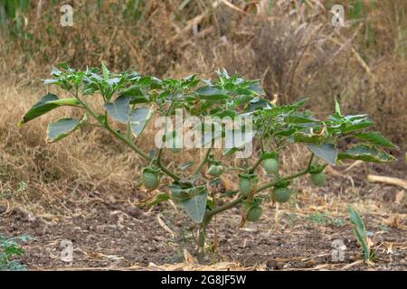 Jimsonweed Plant, Datura stramonium, Satara, Maharashtra, India Foto Stock