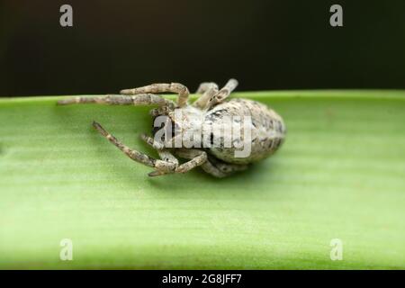 Stegodyphus mimosarum, il ragno di velluto sociale africano, Satara Maharahtra india Foto Stock