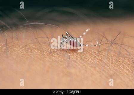 Zanzara tigre asiatica, Aedes albopictus, Mahabaleshwar, Maharashtra, India. Vettore del virus chikungunya, del virus dengue e della dirofilariasi. Foto Stock
