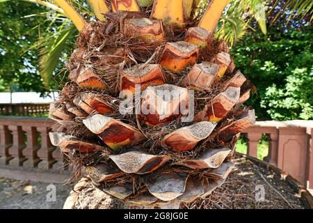 Cono come gambo di Canary Island Date Palm 'Phoenix canariensis' albero Foto Stock