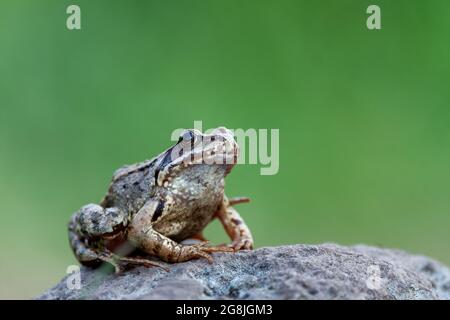 Rana comune (Rana temporaria), conosciuta anche come rana comune europea su una pietra in montagna. Isolato su uno sfondo verde, fotografato Clo Foto Stock