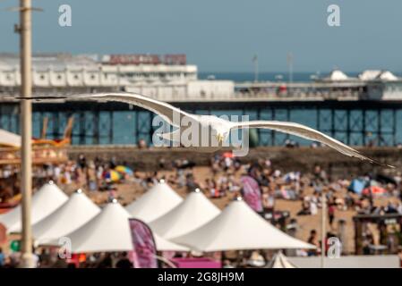 Brighton, 17 luglio 2021: Un gabbiano che gode il tempo glorioso sulla spiaggia di Brighton questo pomeriggio Foto Stock