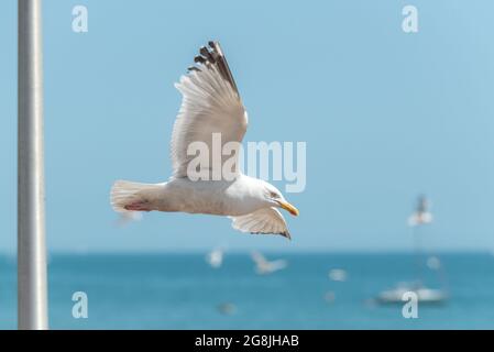 Brighton, 17 luglio 2021: Un gabbiano che gode il tempo glorioso sulla spiaggia di Brighton questo pomeriggio Foto Stock