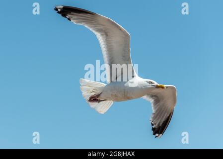 Brighton, 17 luglio 2021: Un gabbiano che gode il tempo glorioso sulla spiaggia di Brighton questo pomeriggio Foto Stock