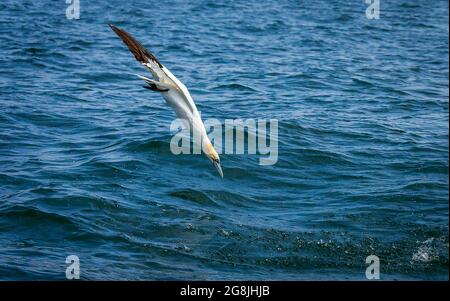 Northern Gannet Diving al largo delle scogliere di Bempton nel Regno Unito nel luglio 2021 Foto Stock