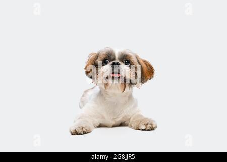 Ritratto di simpatico gioioso cane Shih Tzu giacente sul pavimento e guardando verso l'alto isolato su sfondo bianco studio. Foto Stock